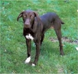 Front side view - A brown with white Pointer Bay dog is standing in grass looking towards the camera.