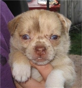 Close up front view - A tan with white Pom-A-Pug is being held outside under the arms of a person in a purple shirt. the pups eyes look blue and you can see its bottom white teeth showing.