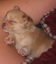 Side view - A tan with white Pom-A-Pug puppy is sleeping in a persons arm crevice and under a maroon blanket.