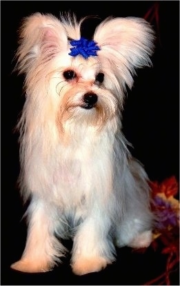 A fringed perk-eared tan with white Maltipom dog is sitting on a couch and it is looking down and to the right. It is wearing a blue bow on top of its head.