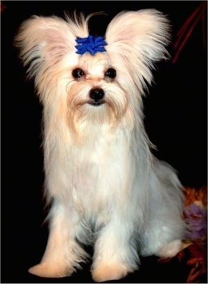 A tan with white Maltipom dog is sitting on a couch and it is wearing a blue bow on top of its head. It has fringe on its perk-ears.
