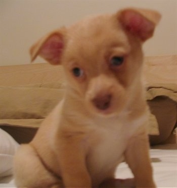 Close up - A shorthaired tan with white Pomchi puppy is sitting on a bed with its head down looking to the left.