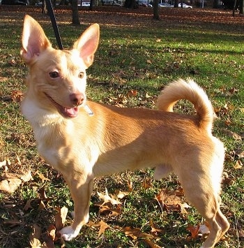 Side view - A perk-eared tan with white Pomchi is standingin grass looking to the right. Its mouth is open and it looks like it is smiling. Its tail is curled up over its back.