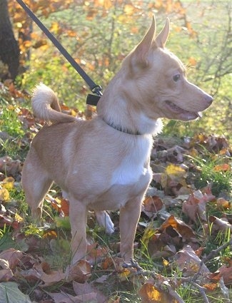Front view - A short haired, tan with white Pomchi is standing in grass and there are leaves around it. It is looking to the right, its mouth is open and its tongue is out. Its tail is curled over its back.