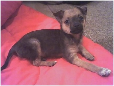 Side view - A black and brown Pomerat puppy is laying across a red blanket and it is looking up. It has small triangular ears that fold over to the front.
