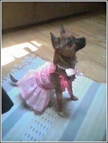 A shorthaired, brown and black Pomerat puppy is wearing a pink party dress and a necklace sitting on a blue and white throw rug on top of a hardwood floor facing the right looking up.