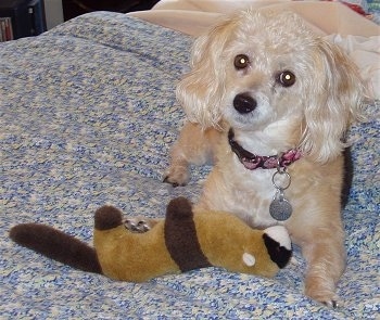 A shaved tan with white Poogle dog is laying on a person's bed looking forward. There is a plush ferret doll next to it.