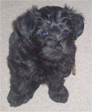 Close up front view - A wavy-coated black Poolky puppy is sitting on a tan carpeted floor looking up.