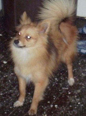 Front side view - A fluffy, tan with white Poshies dog is standing on a brown speckled floor looking up and to the left. 