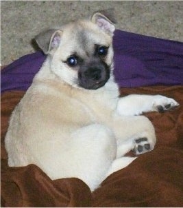 The back of a tan with black Pug-a-Mo puppy that is laying on a brown blanket looking back at the camera.