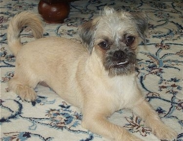 Front side view - A wiry looking, tan Pugapoo is laying across a rug and it is looking forward. Its head is slightly tilted to the left and its bottom teeth are showing because of an underbite.