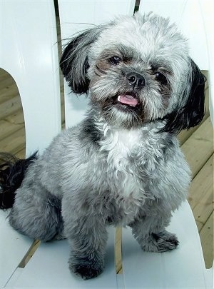 Front view - A thick, wavy-coated, grey with black and white Pugapoo dog is sitting on a plastic chair on a wooden porch and it is looking forward. Its head is tilted to the right and its mouth is open.