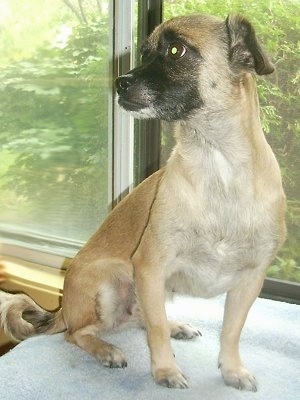Front side view - A small-breed, short-coated, tan with black Pugese dog is sitting on a table in front of a window looking to the left.