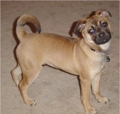 The right side of a tan with black Puggat dog that is standing on a carpet and it is looking forward. Its head is tilted back and to the left and its tail is curled up over its back.