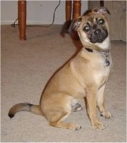 The right side of a tan with black Puggat that is sitting on a carpet and it is looking up and forward. Its head is tilted to the left.