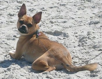 The back of a tan with white Puggat dog that is laying on a sandy beach looking back to face the camera. It has short hair and large perk ears.