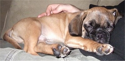 Side view - A tan with black and white Puggle puppy is sleeping on top of a person laying across a couch.