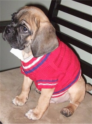 The left side of a tan with black Puggle puppy sitting on a chair and it is wearing a red with black and white Sweater vest.