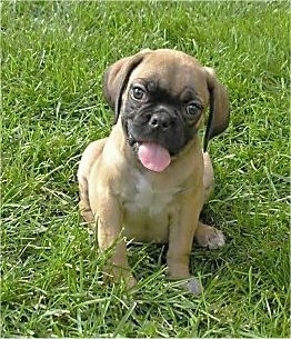 Front view - A tan with black Puggle puppy is sitting on grass and it is looking forward. Its mouth is open and tongue is out.
