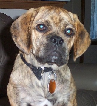 Close up head and upper body shot - A brindle Puggle puppy is sitting on a couch and it is looking forward.