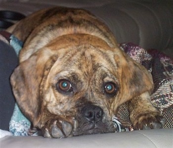 Close up - A brindle Puggle puppy is laying down on a dog bed and on top of blankets. The pup has big round eyes.