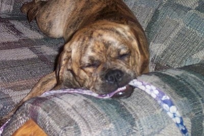 Close up - A brindle Puggle puppy is sleeping on the arm of a couch and it has a purple and white leash in its mouth.