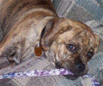 Close up - A brindle Puggle puppy is laying on the arm of a couch and it has a purple and white flowered leash in its mouth.