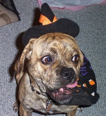 Close up - A brown brindle Puggle dog is sitting on a carpet and it is looking to the right. Its mouth is open and it is licking the right side of its face. The Puggle is dressed as a candy corn witch.