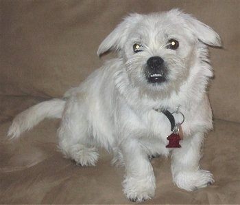 Front side view - A drop-eared, medium coated, pure white Pugland dog is sitting on a tan couch looking at the camera. The bottom row of its teeth are showing because of its underbite.