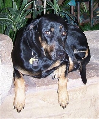 A black with brown Rotterman is laying on a stone wall and it is looking forward. Its ears are pinned back.