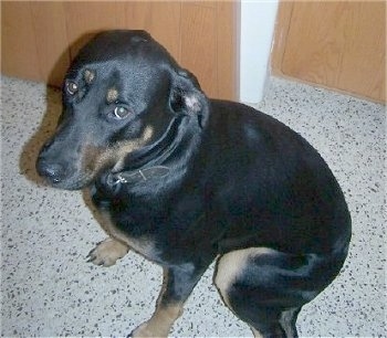 The left side of a black with brown Rotterman that is sitting on a white kitchen speckled floor looking up.