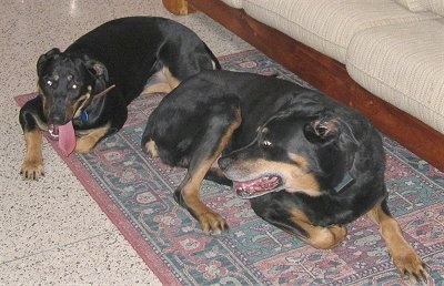 Two Rottermans are laying on a rug. The front most dog is looking back at the dog behind it.