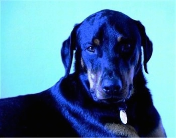 Close up - A black with brown Rotterman is looking forward. It is so shiny it looks blue in color.