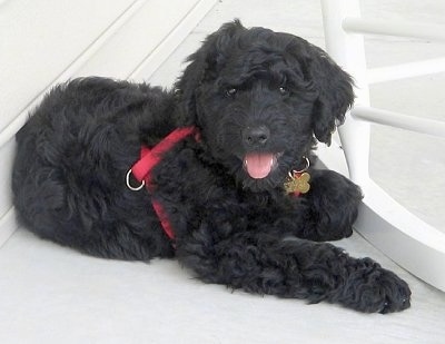 The front right side of a black wavy-coated Rottle puppy wearing a red harness laying on a porch and it is looking forward. Its mouth is open, its tongue is out and it looks like it is smiling.