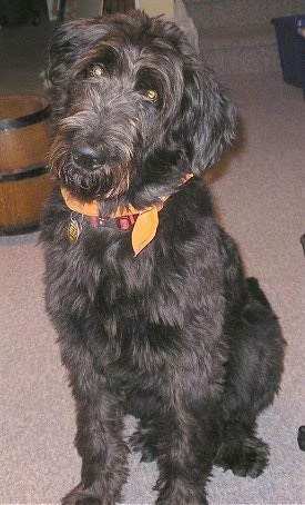 A wavy-coated, black Shepadoodle dog is sitting on a carpet, its head is tilted to the right and it is looking forward. It has drop ears that hang down to the sides.