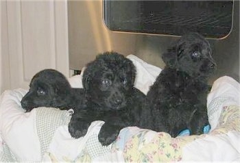 Three black Shepadoodle puppies are sitting and laying in a basket filled with blankets. Behind them is a silver oven.