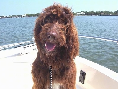 A wavy coated, chocolate with white Springerdoodle is sitting on a boat that is out on the water looking forward. Its mouth is open, its tongue is out, it looks like it is smiling and its head is slightly tilted to the right. Its nose is brown.