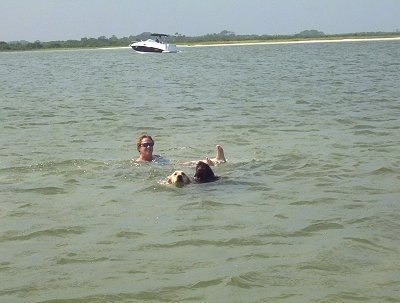 A chocolate with white Springerdoodle is swimming in a body of green water with a Labrador dog and a person who is floating. There is a motorboat in the background.