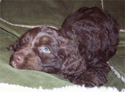 Close up front side view - A chocolate and white Springerdoodle is laying down on a blanket and it is looking to the left.