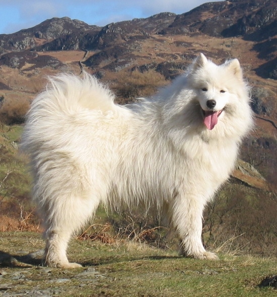 The right side of a white Samoyed that is standing at the crest of a hill, it is looking forward, its mouth is open and its tongue is out. Its coat is very thick and its eyes are squinted.