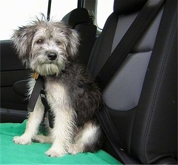 A black and tan Schnoodle puppy is sitting on a chair in the backseat of a vehicle. It is looking to the right. It has fly away hair on its head. The dog is wearing a seat belt.