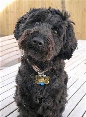 Close up front view head and upper body shot - A black Schnoodle is sitting on a hardwood porch and its head is tilted to the right.