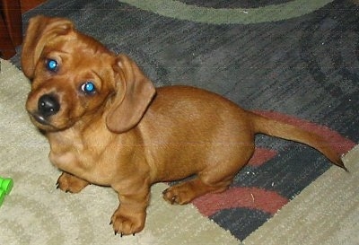 Top down view of a shorthaired red Schweenie that is sitting on a rug. It is looking up and its head is tilted to the right. Its body is long and its legs are short. It has long soft looking ears with short hair. Its tail is long.