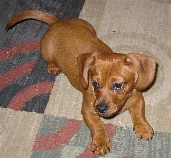 Top down view of a short haired red Schweenie dog  with short legs that is laying across a rug and it is looking to the left.