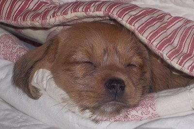Close up - A red Schweenie puppy is sleeping under a red and tan striped blanket.