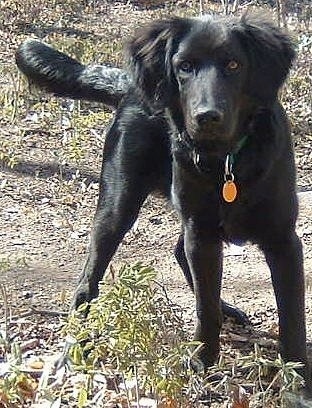 A shiny coated, black Shepadoodle is standing on a dirt surface and it is looking forward. It has fluffier hair on its ears and round brown eyes.