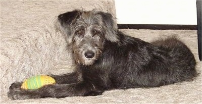 The left side of a black with gray Shepadoodle puppy that is laying in front of a staircase, it has a football toy in between its front paws.