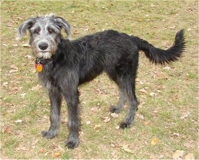 The left side of a black with white Shepadoodle puppy that is standing across a grass surface that has leaves over it. It is looking forward. It has a long tail that it is holding low.
