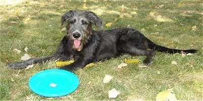 The left side of a black with grau Shepadoodle puppy that is laying across a grass surface and there is a blue Frisbee on its front paw.