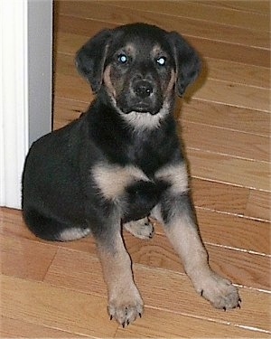 A shorthaired, black with tan Shepadoodle puppy is sitting on a hardwood floor and its back is against a doorway wall.